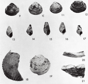 石丸遺跡出土の貝類の画像
