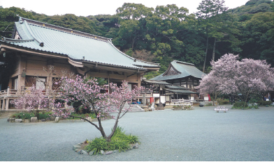 季節の花が美しい鎮国寺の画像
