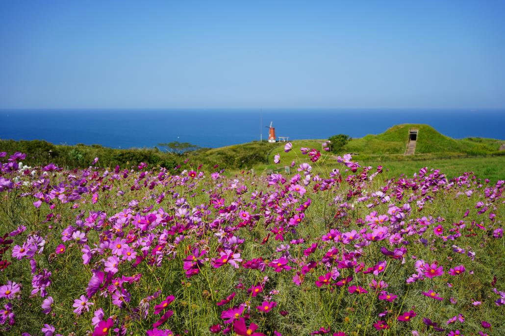 砲台跡コスモス