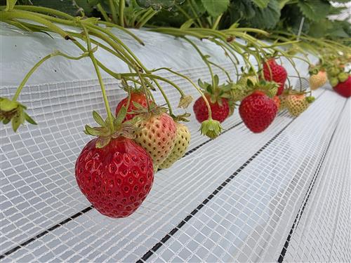 宗像いちごファーム　いちご