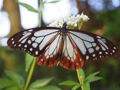 マサギマダラロード