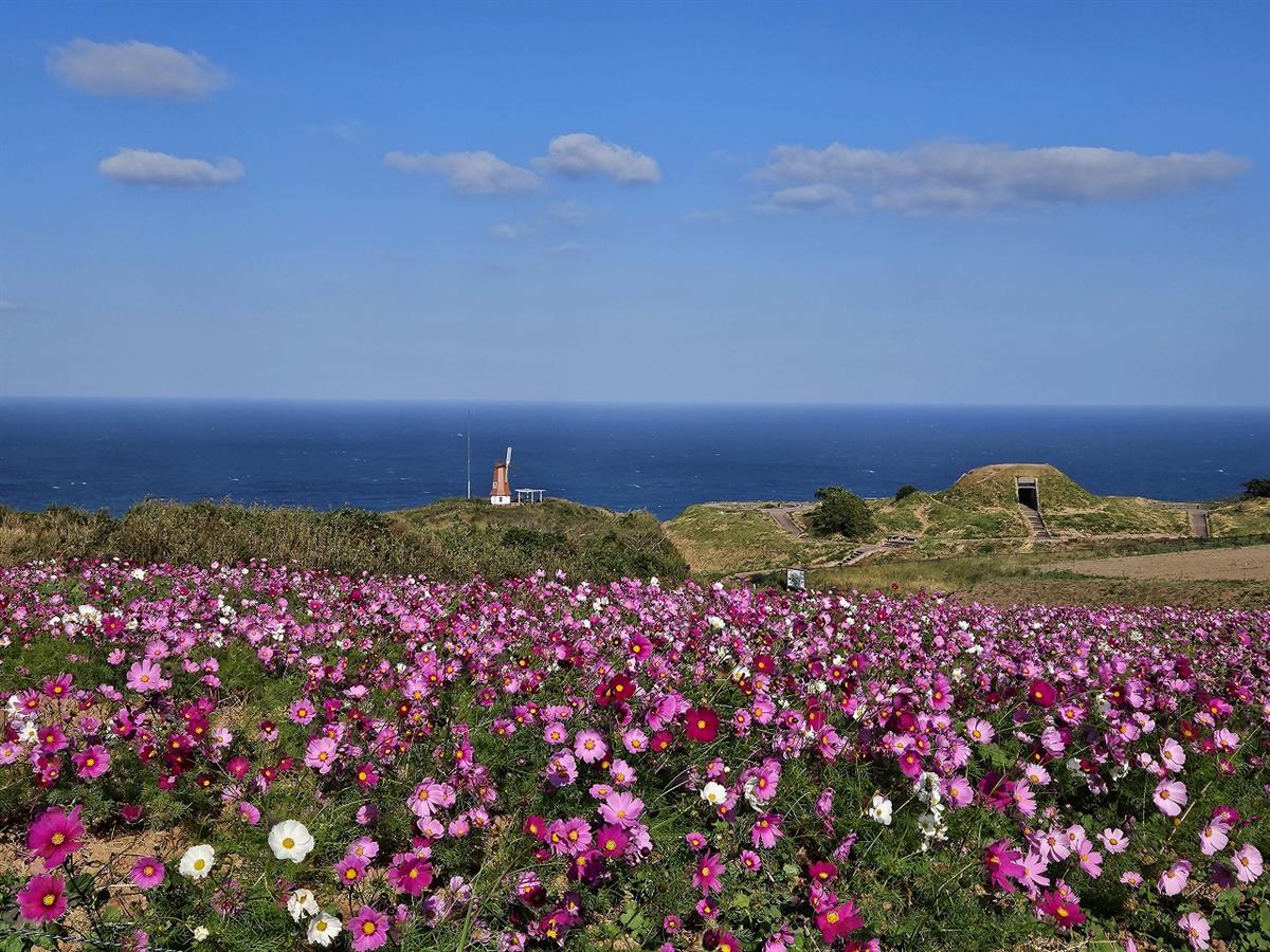 大島のコスモスの画像