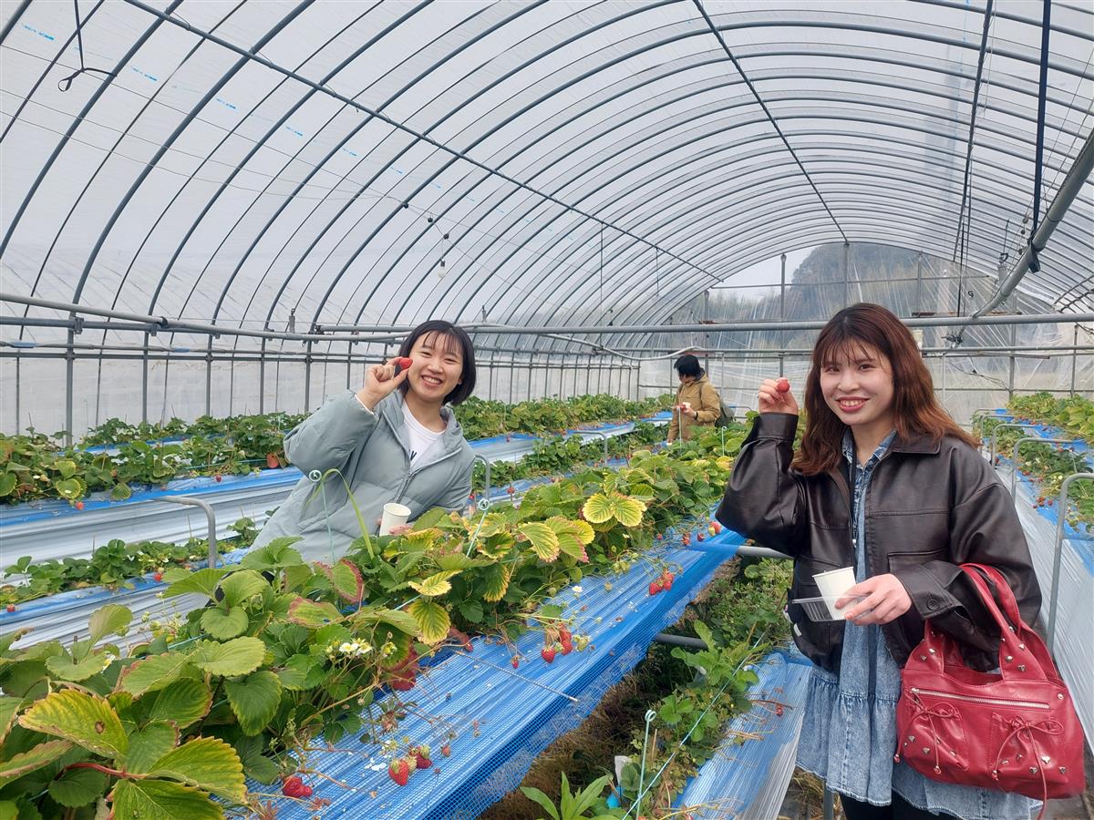 玄海いちご狩り農園での苺狩りの様子の画像