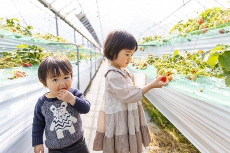 玄海いちご狩り②