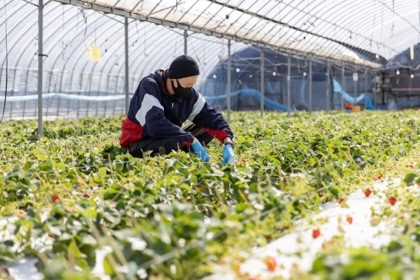 玄海地いちご狩り⑤