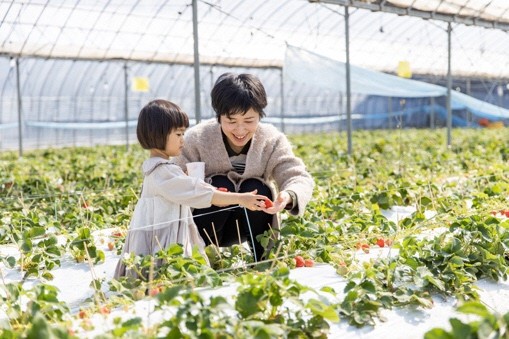 玄海いちご狩り③