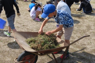 草取り