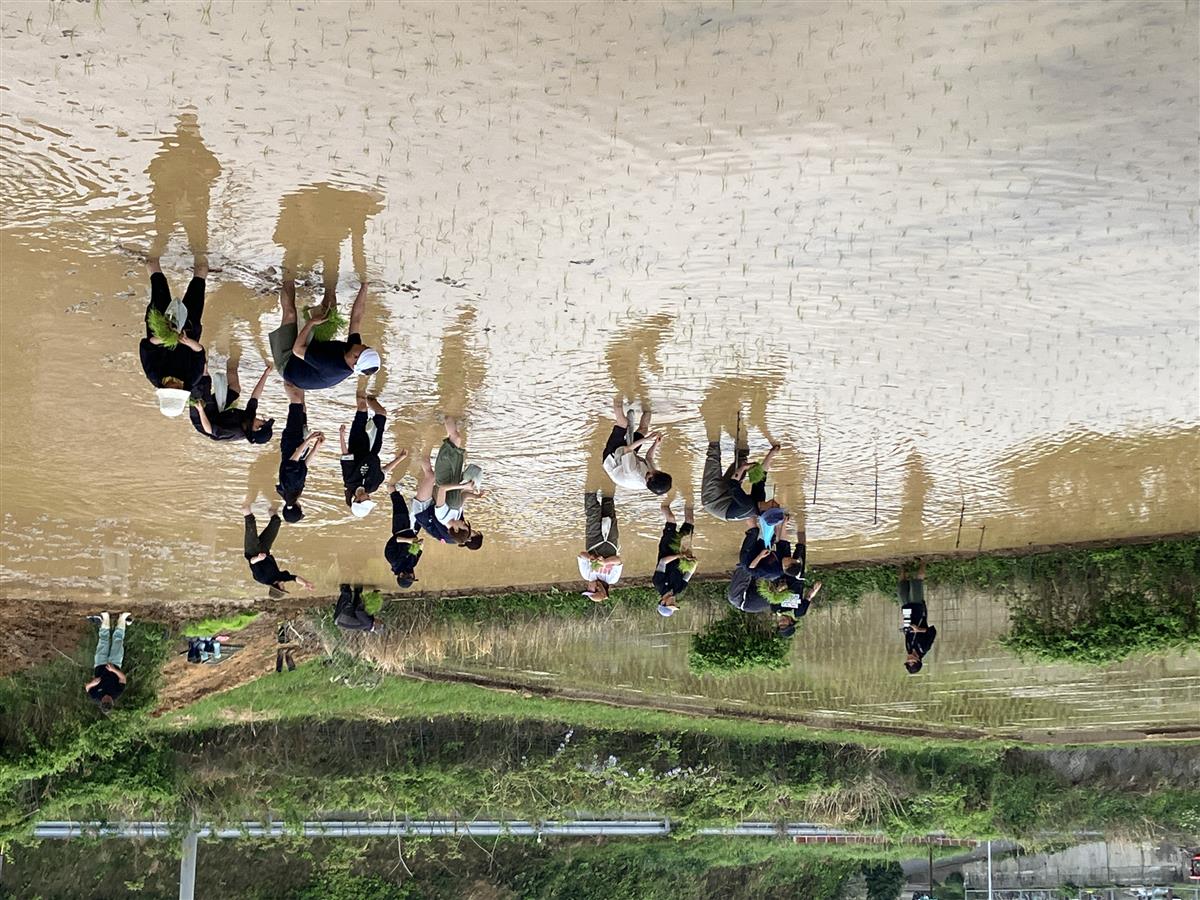 COP米作りチャレンジに参加の画像