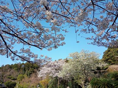桜咲く里山