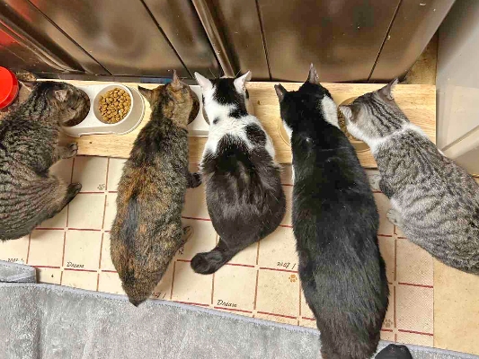 04　保護猫達のご飯風景。みんなお行儀いいですね！