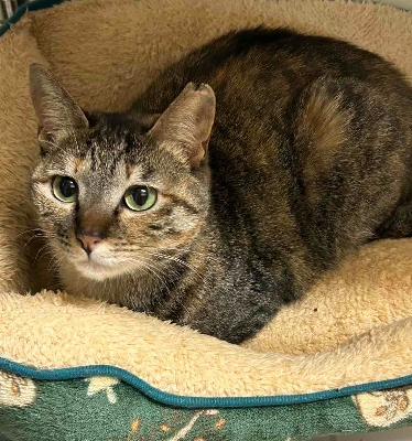 09　成猫はとても穏やか。みんなが幸せに暮らせる日がきますように