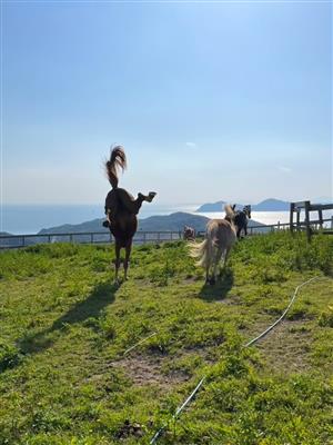 大島さいこう！！
