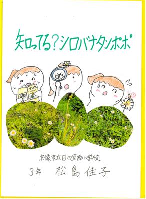 知ってる？シロバナタンポポ