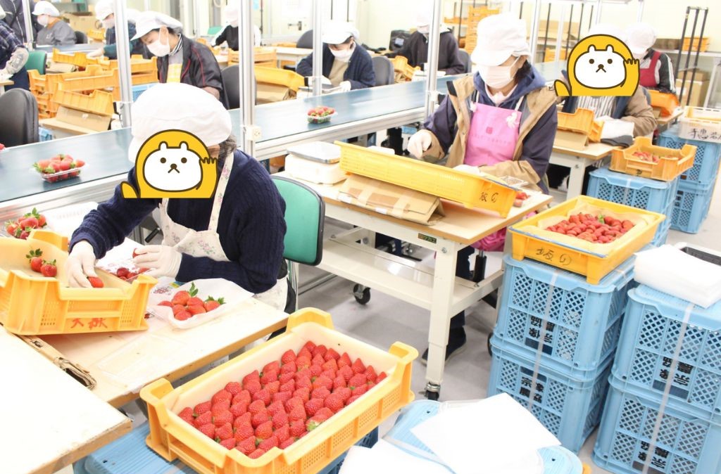 いちご検品中
