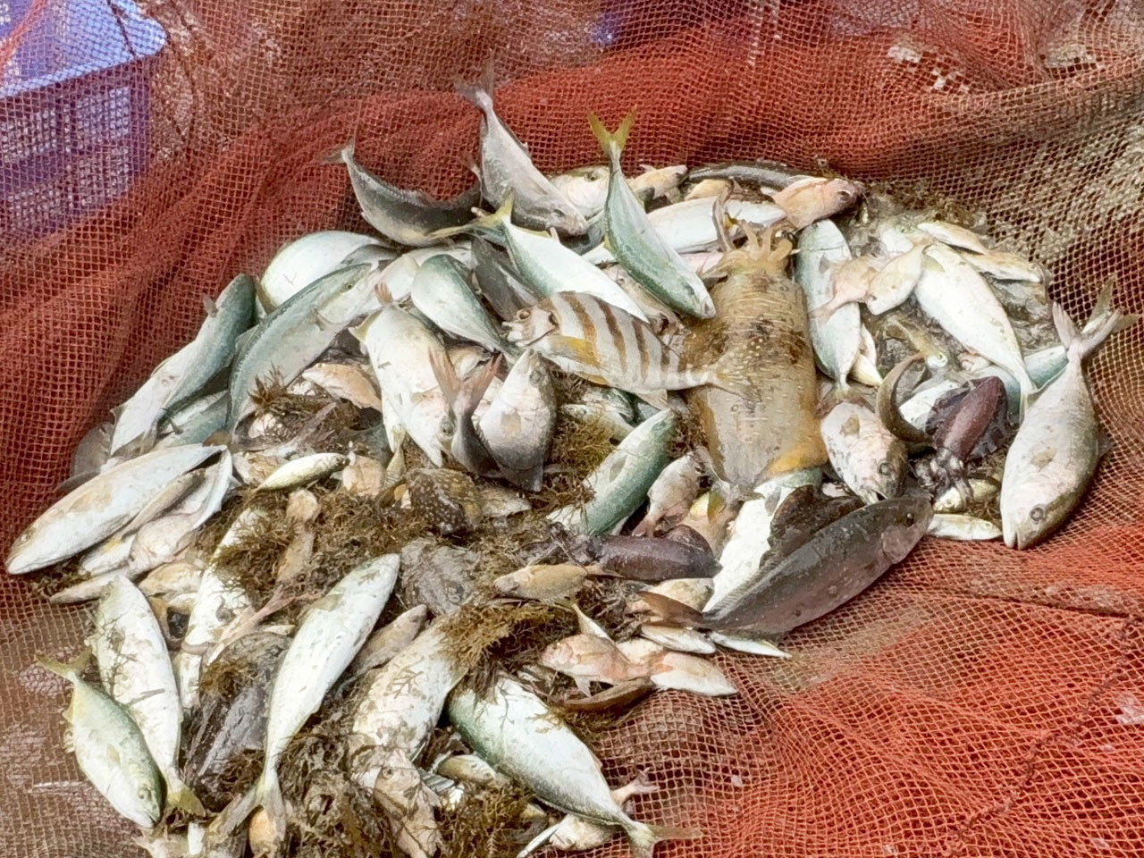 05アジ、タイ、アオリイカなど大漁でした