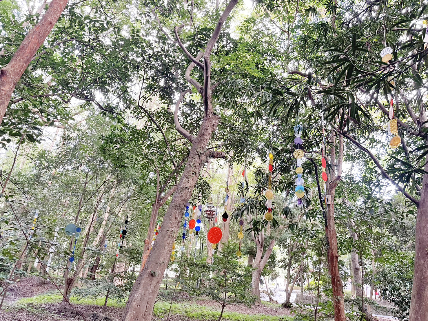 24 100本以上が飾られていました