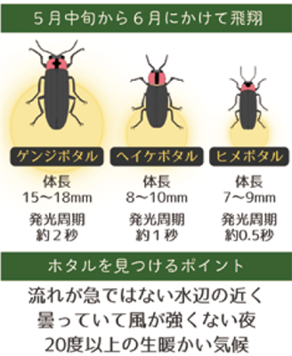 蛍画像
