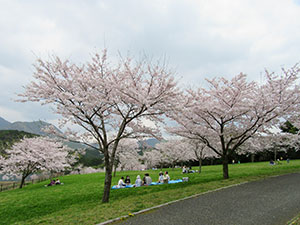 桜の下でピクニック