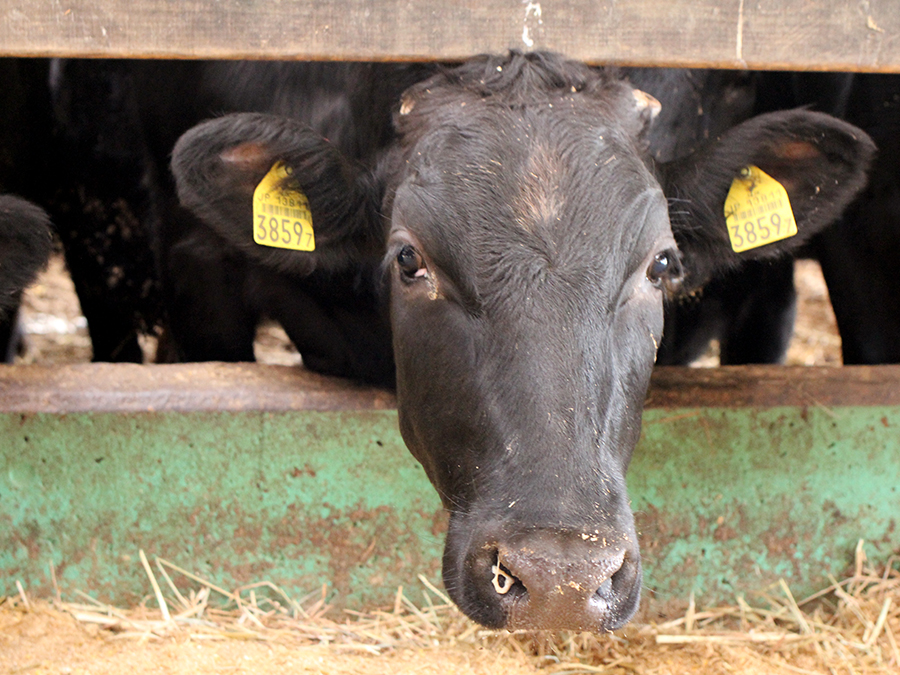 ヘルシーで美味しいむなかた牛を育てるすすき牧場に行ってきました！の画像