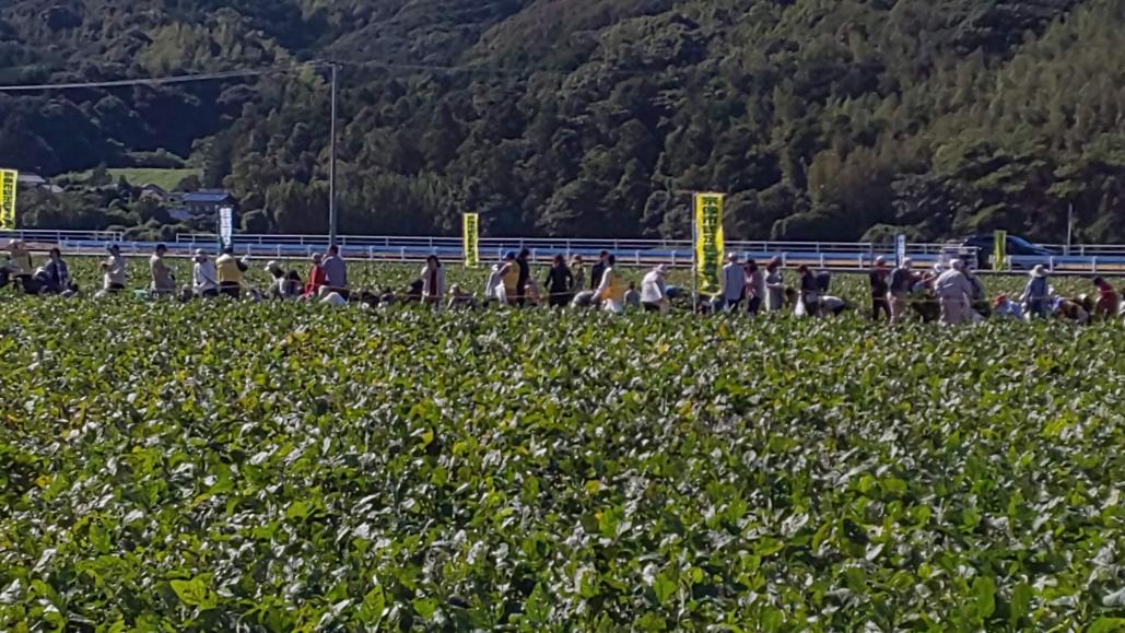 大豆畑にたくさんの人が訪れていました