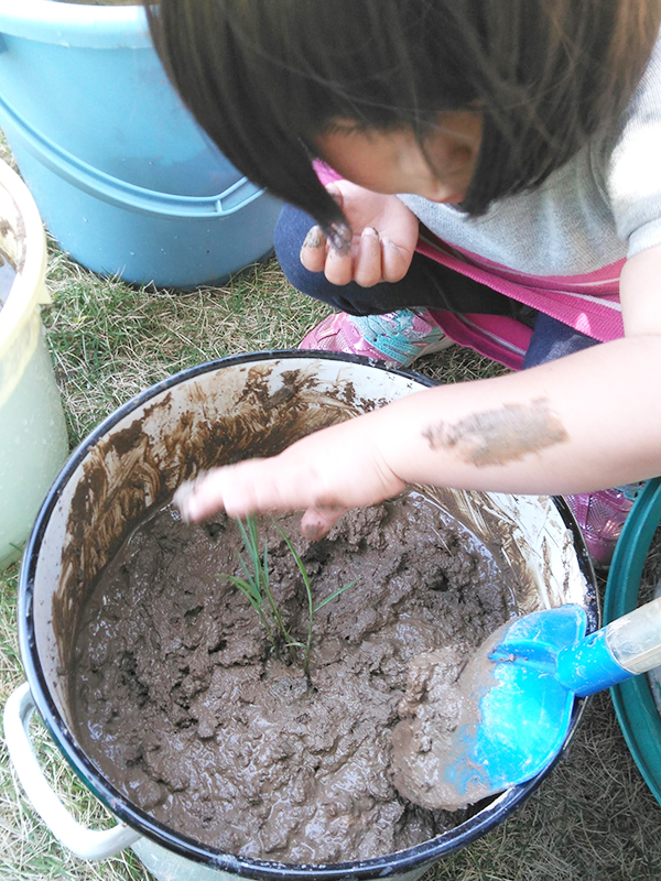 マイ稲を育ててみよう！バケツ稲づくりに挑戦！～6月29日レポート～の画像