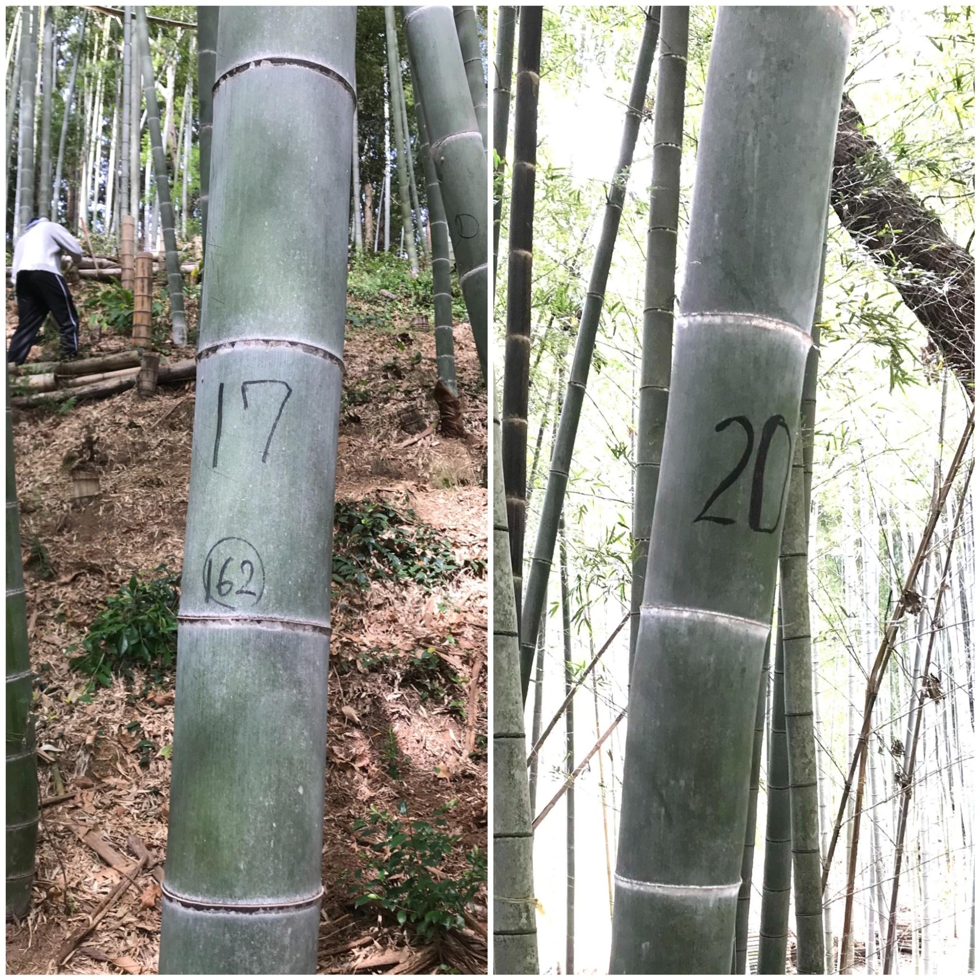 17年と20年に生えてきた竹。古くなると節の色が黒くなります