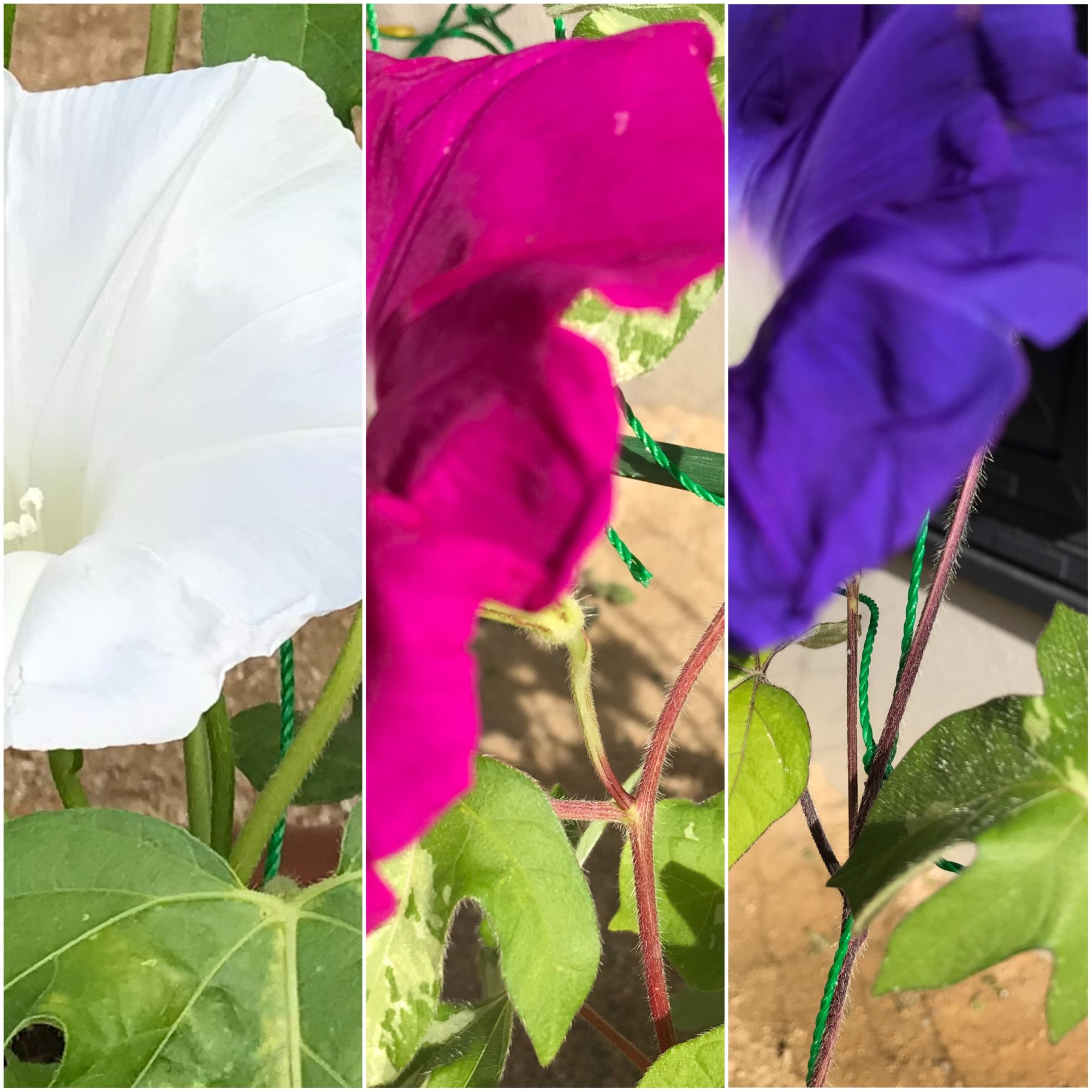 白、赤、青紫の朝顔の茎の比較。確かに茎の色が違います