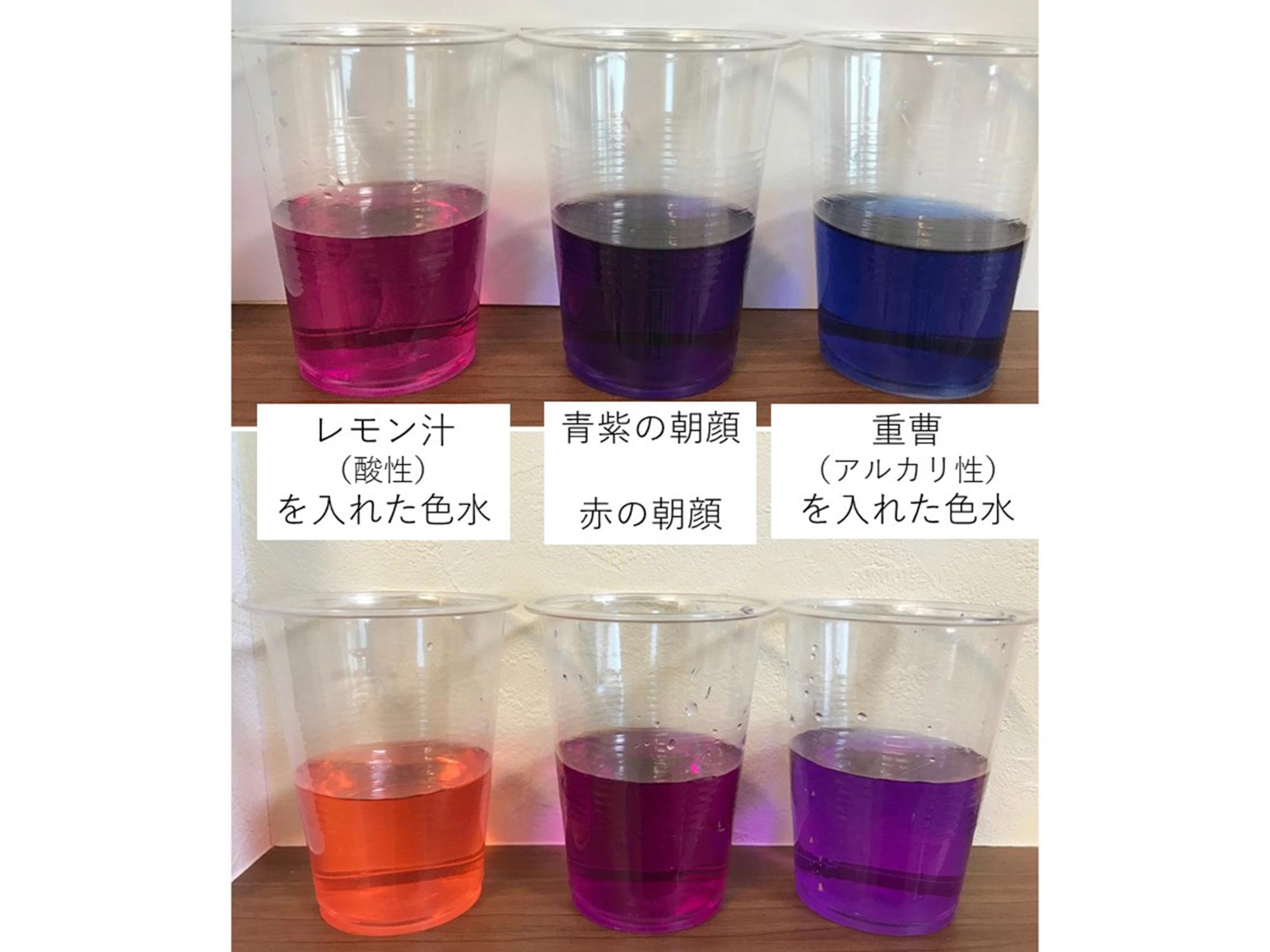 青紫色、赤色それぞれ花で作った色水にレモン汁、重曹をいれたもの。どれも綺麗な色です