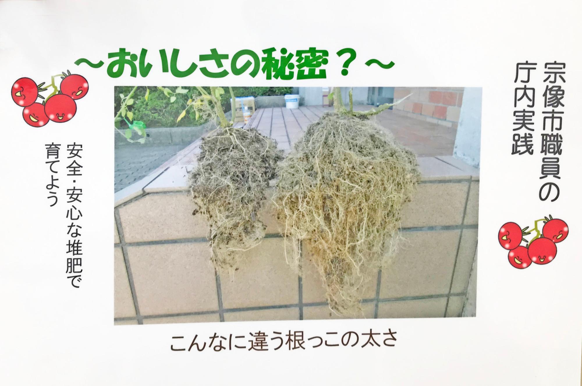 ダンボールコンポストの堆肥で育てたトマトの根（右）