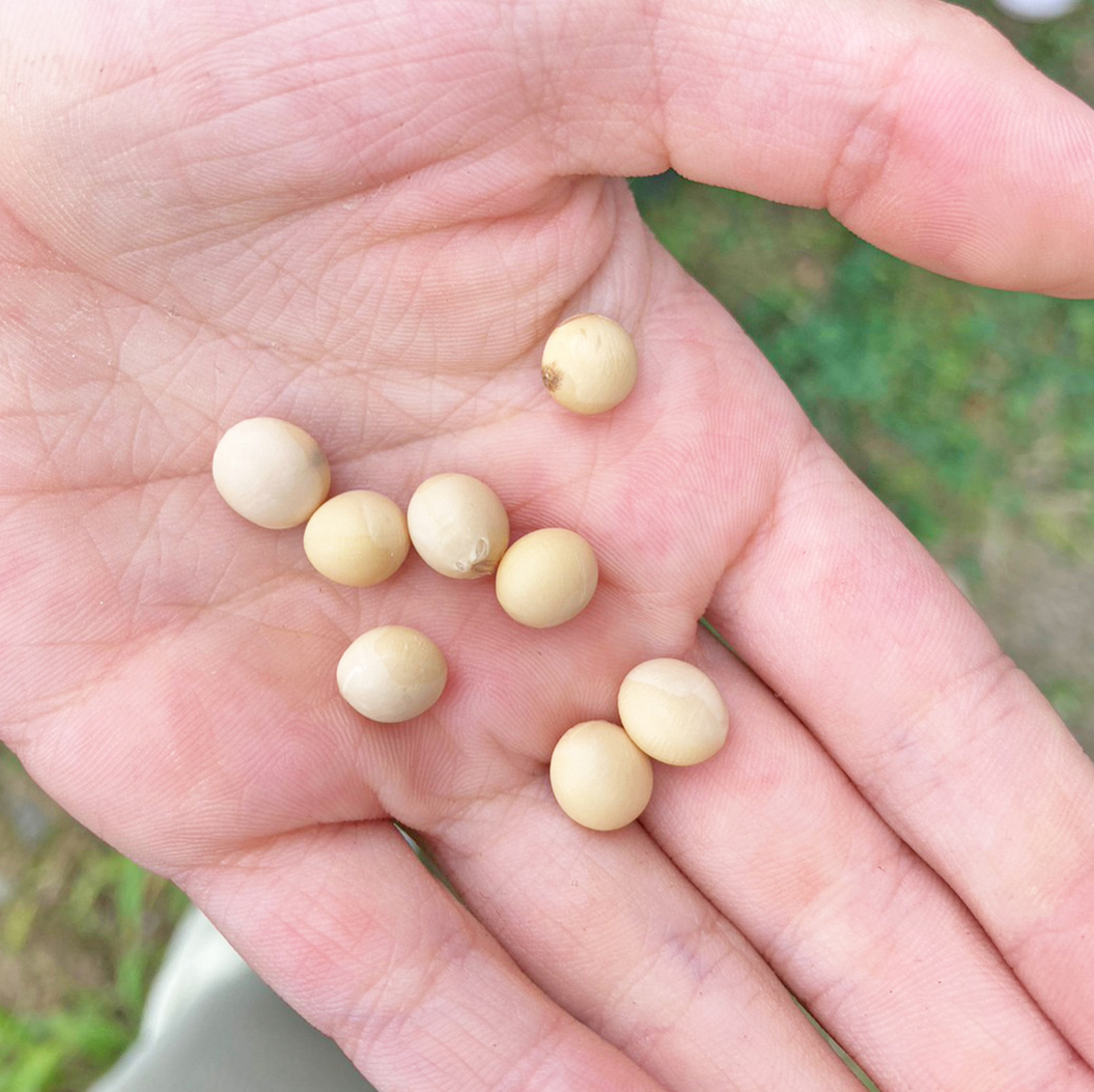 玄海小が宗像大豆のひみつにせまる「種まき編」～8月30日レポート～の画像