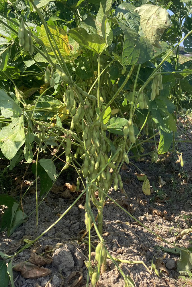 産毛がたくさん、新鮮でプックリとした枝豆