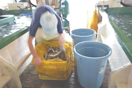 水揚げされ、鐘の岬活魚センターの水槽へ移されるアナゴ。