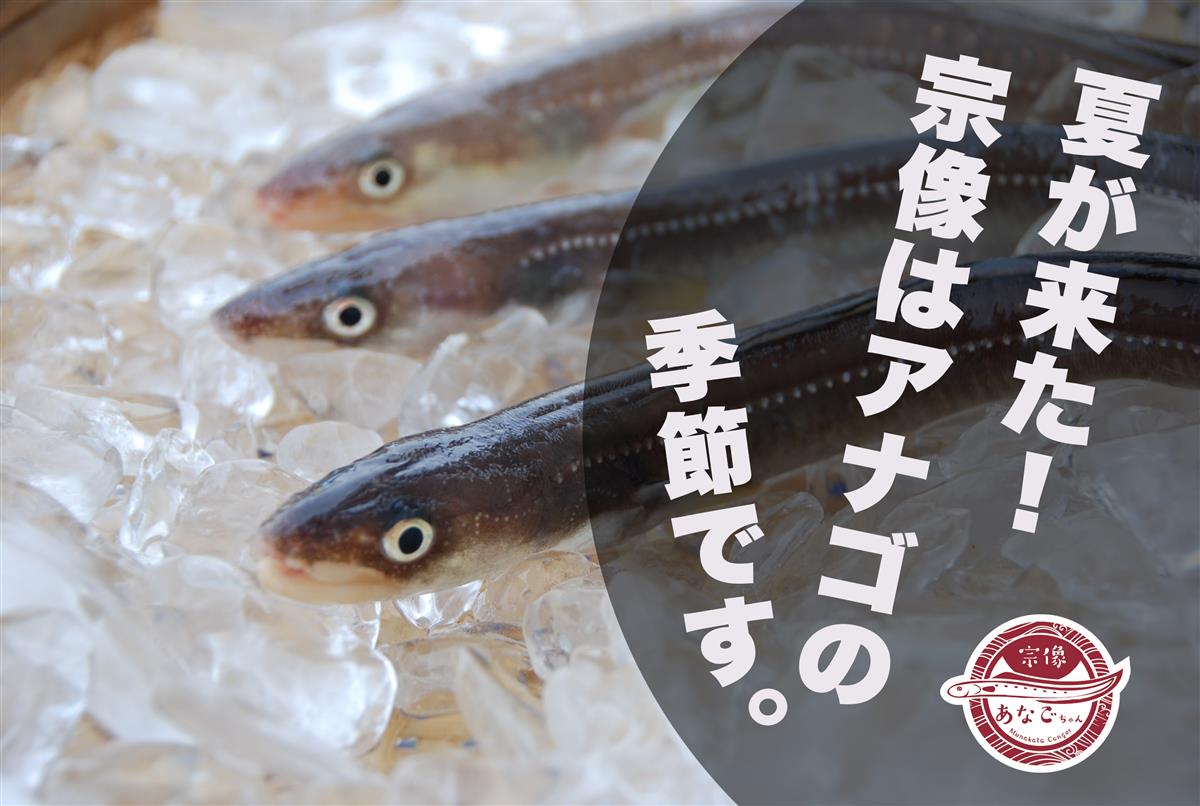 宗像はアナゴの季節ですの画像