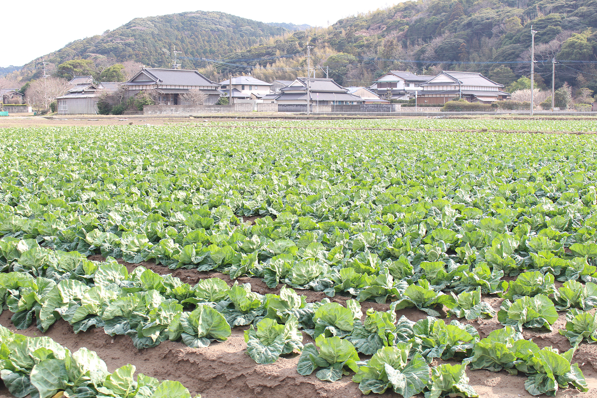 03　広大なキャベツ畑