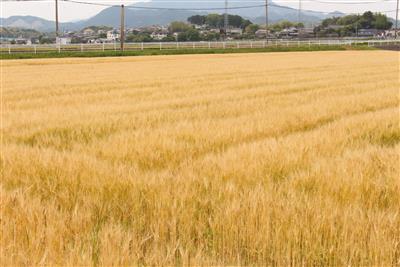 べじたぶる７月