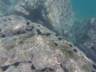 磯焼けした海