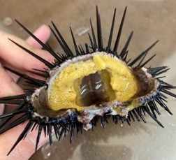 3～4ヶ月蓄養したウニ