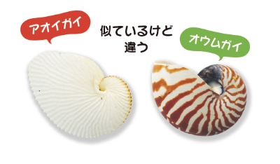 似ているけど違うアオイガイオウムガイ