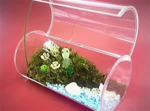 苔テラリウム